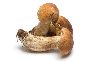 Funghi porcini