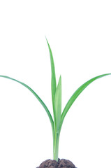 Pandan leaf plant on white background