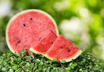 Ripe watermelon on green grass