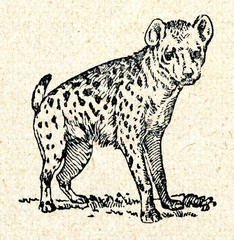 Spotted hyena (Crocuta crocuta)