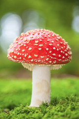 Amanita muscaria