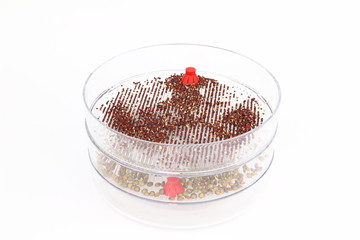 Sprouting seeds of broccoli and lentil in the germination dish