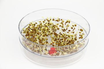 Sprouting seeds of lentil in the germination dish
