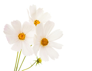Cosmos Flowers Isolated