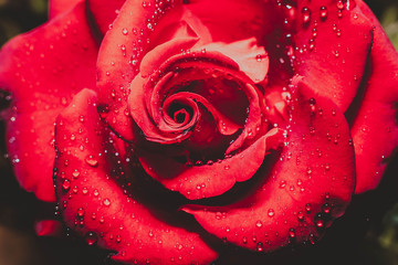 red rose flower with dew drops close up