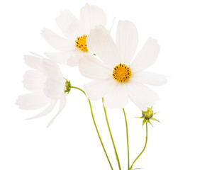 Cosmos Flowers Isolated