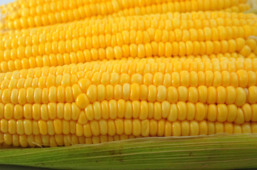 Corn