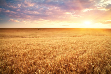 Meadow of wheat. Beautiful landscape.