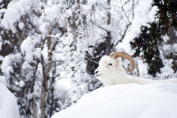 Alaska Native Animal Wildlife Dall Sheep Resting Laying Snow