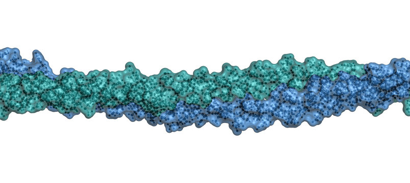 Keratin Intermediate Filament, Chemical Structure.