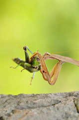 カマキリの食事