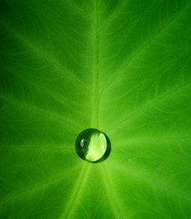 Drops of water in a lotus leaf.