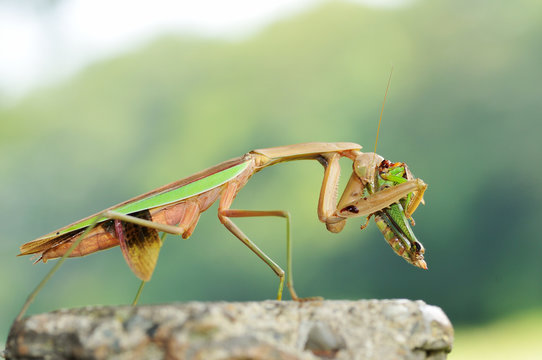 カマキリの食事