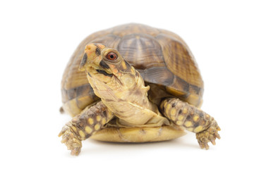 Obraz premium Russian Box Tortoise