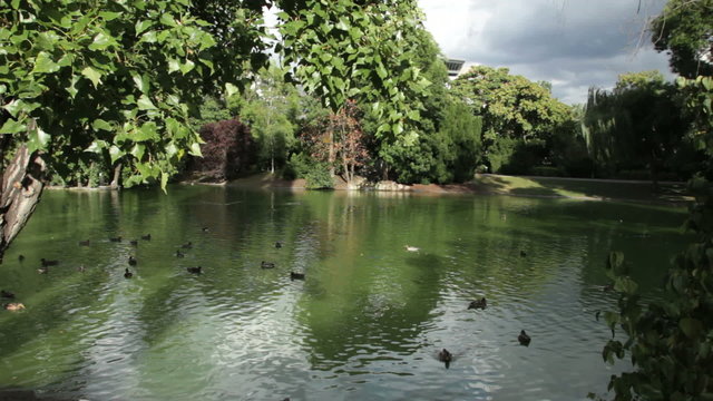 Ducks in the pond, stadtpark, Vienna