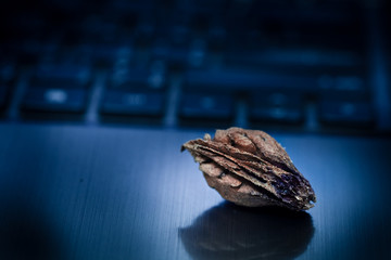 Laptop and seed