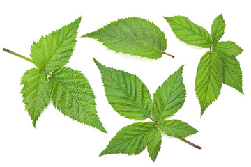 Blackberry leaf set