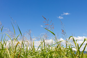 sky and grass in autumn