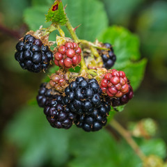 Small Bramble Hoard
