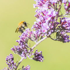 Bee And Butterfly Bush