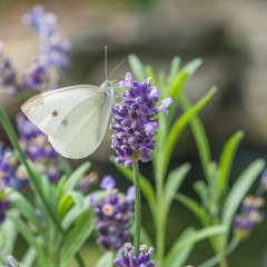 Small Cabbage White