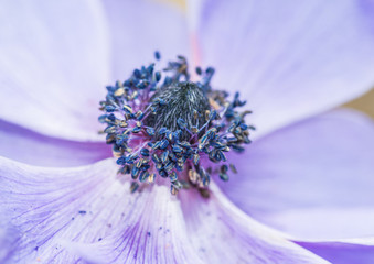 Anemone Reward