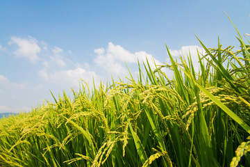 rice ripe