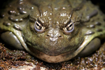 We Are Not Amused - Pompous Toad