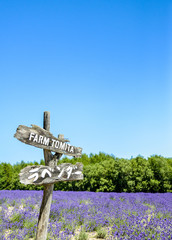 Lavender in Tomita farm Japan2