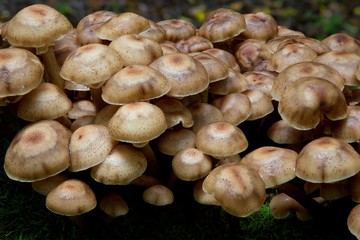 Bunch of autumnal Honey Fungus