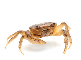 crab isolated on white background
