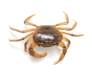 crab isolated on white background
