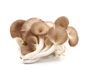 oyster mushroom on white background