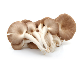 oyster mushroom on white background
