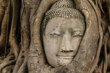 Buddha head in tree