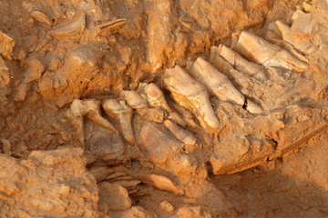 Ancient fossil jaw bone extinct short-necked giraffe