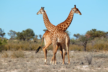 Two giraffe bulls