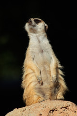 Meerkat on guard