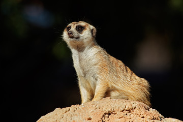 Meerkat on guard