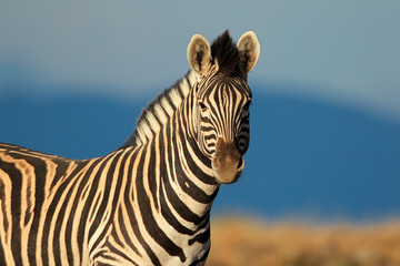 Plains (Burchell's) Zebra portrait