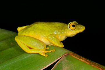 Tinker reed frog (Hyperolius tuberilinguis)