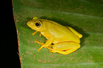 Tinker reed frog (Hyperolius tuberilinguis)