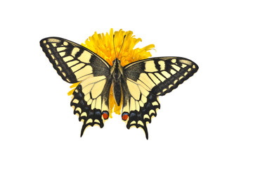 Swallowtail butterfly (Papilio machaon male) sitting on a dandel