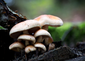 Rhodocollybia maculata mushrooms