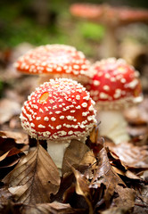 Amanita muscaria