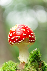 Amanita muscaria