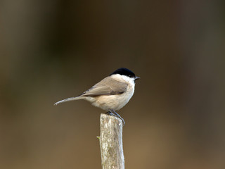 Titmouse (Parus palustris), Sweden