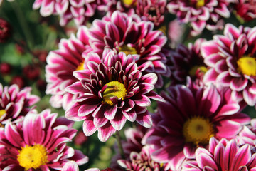 Chrysanthemum in the Nikitskiy botanical garden, Crimea