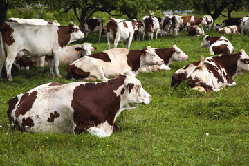 Cows grazing in France