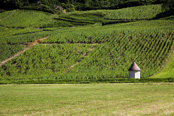 Vineyard in France